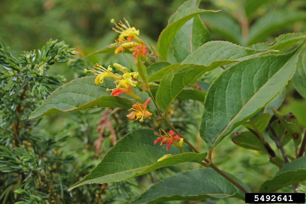 Native Range: Parts of Europe and Asia How to ID: Look for a semi-evergreen shrub up to 20 ft. with trunks that occur as multiple stems and have many long, leafy branches.