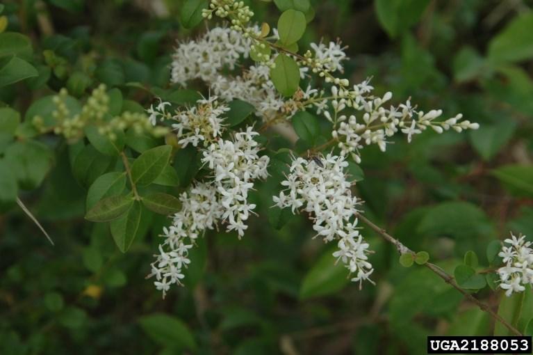 ALT Shrub 10 Invasive Privet Ligustrum sp. Flowers: April-June Fruits: July-March Distribution and habitat: Thrives in well drained soils and disturbed areas.