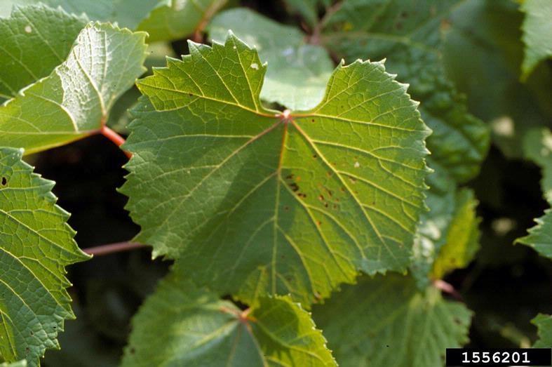 How To ID: There are around 8 different species of native grapes that resemble porcelain berry.