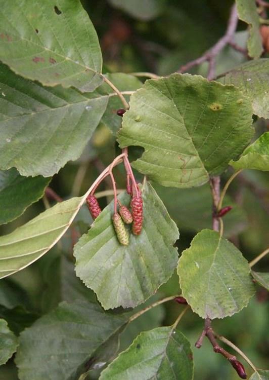 ALT Tree 20 Invasive Black Alder, European Alder Alnus glutinosa Detailed ID Notes: Flowers: June-July Fruits: October Native