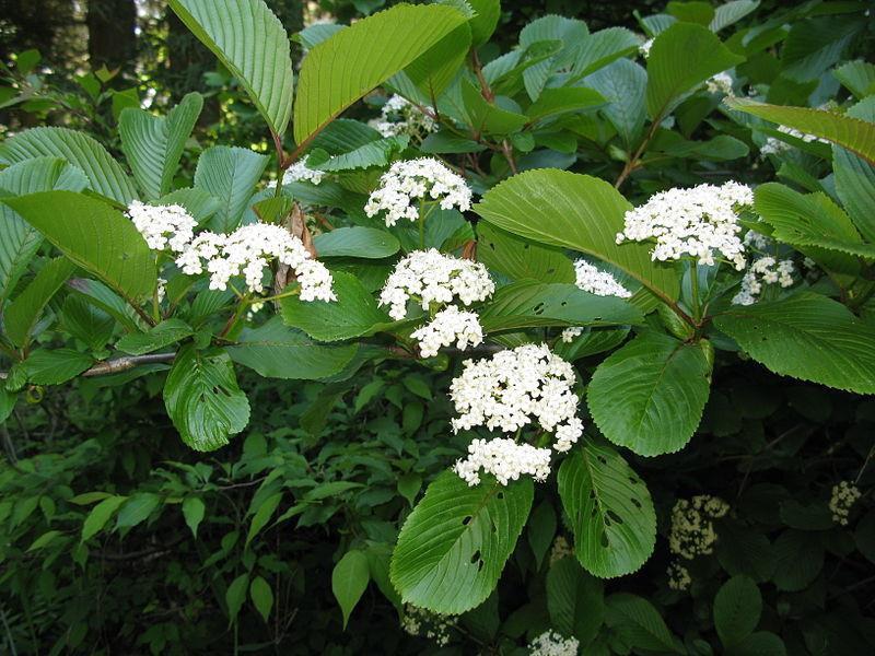 The simple, 2-5 inch long, leaves are arranged alternately along the branches. The leaves are glossy, and dark green with serrated margins. When they re crushed, they emit a foul odor.