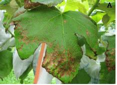 Occurrence tendency and decrease of fruits brix according to increasing grapevine leaf spot disease caused by Pseudocercospora vitis. Res. Plant Dis. 10(4), 341-344. 17. Park, J. H., Han, K. S.