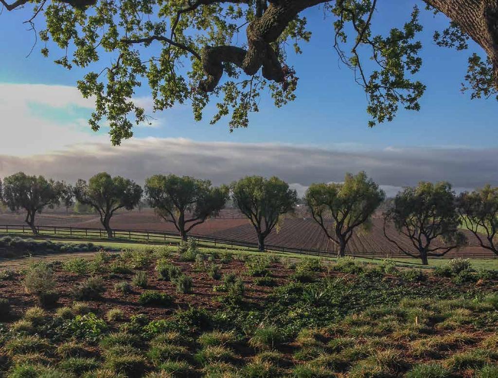 q PROPERTY HIGHLIGHTS q 65 acres in the Santa Ynez Valley 21 acres of Cabernet Franc, Syrah, Cabernet Sauvignon, Sauvignon Blanc and Chardonnay Wine bottled by Andrew Murray q MAIN RESIDENCE q