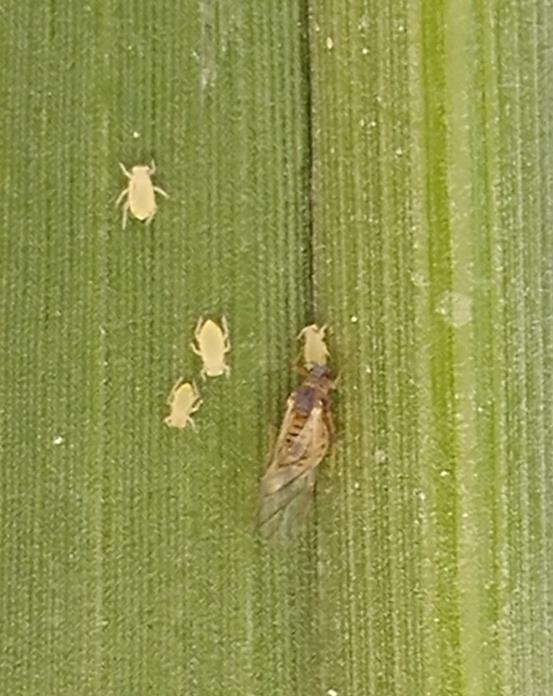 Also finding thrips in the mid valley, not as bad but still they are there.