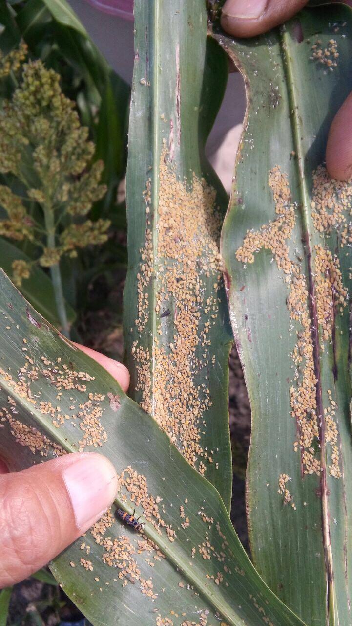 Pest Cast, March 31, 2017 Page 5 Now don t get me wrong seed treatments are great, and I believe they are keeping you guys from having any problems with the Yellow sugarcane aphids this year that