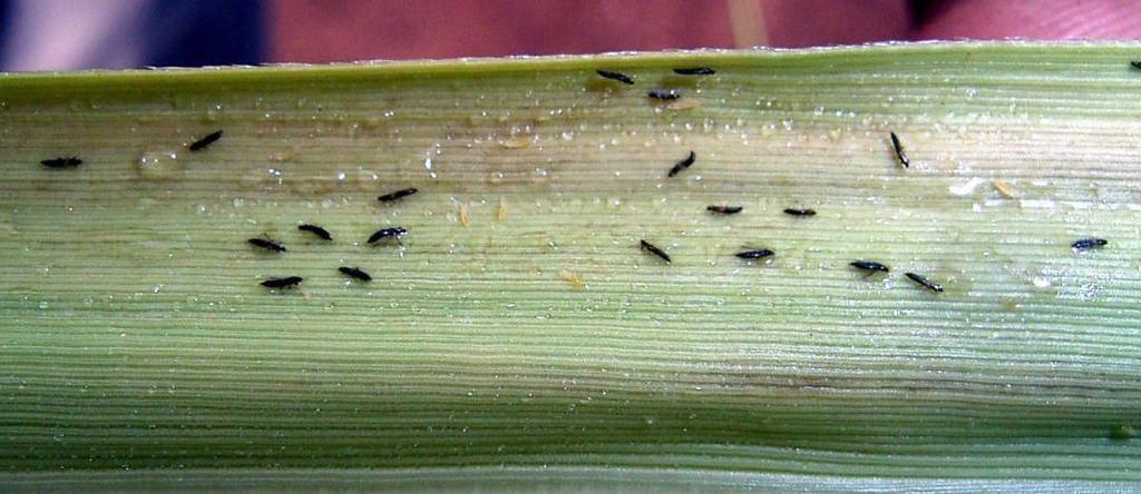Sugarcane Thrips Identification Living adults look black to the naked