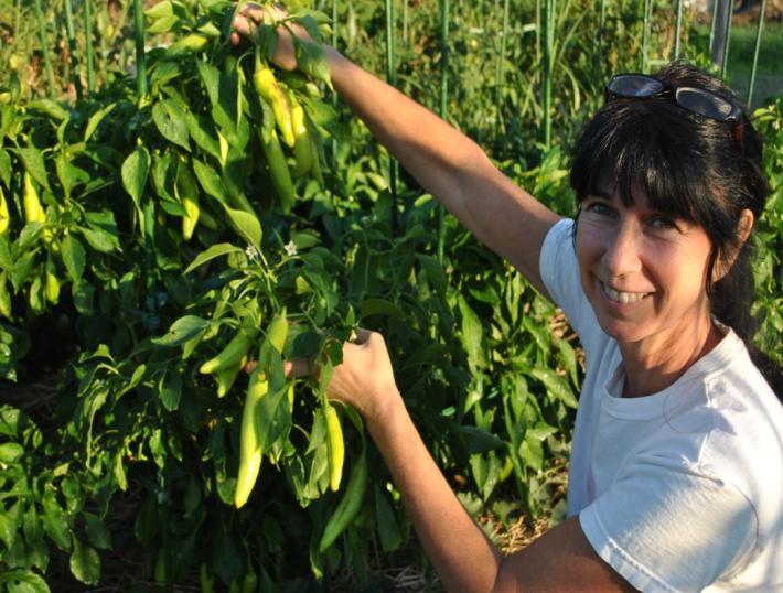 Some of our successes, to name a few! Gardening with AESL We grew 50,000 peppers on 1/10 of an acre! Fig trees grew from 15 inches high up to nine feet tall in one year.