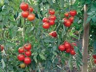 Semi-determinate intermediate response Determinate compact, uniform ripening Growth Characteristics Warm-season, tender crop Cannot withstand frost