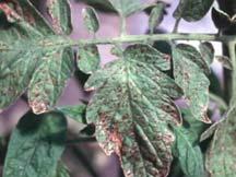 Disease Problems Viral Tobacco mosaic spotted wilt leaf curl Cucumber mosaic virus Physiological Blossom end rot Nematode northern/southern root-knot Disease Control