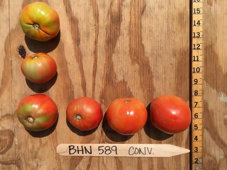 Conventional BHN 589 Red Fruit Per Plant USDA No. 1 No. Wt.