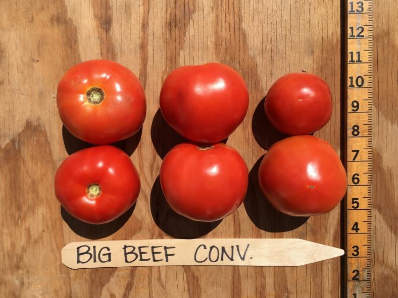Conventional Big Beef Red Fruit Per Plant USDA No. 1 No.