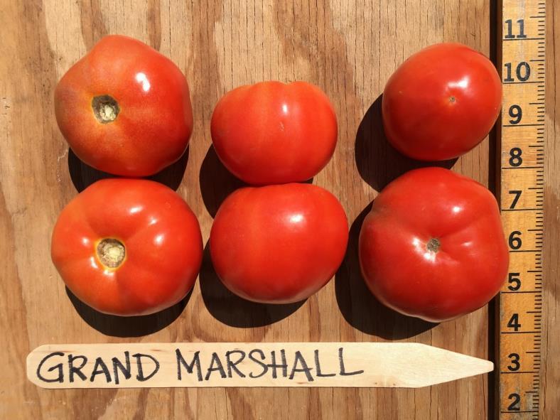 Conventional Grand Marshall Red Fruit Per Plant USDA No. 1 No. Wt. Lb./ Fruit 22.1 11.5 0.