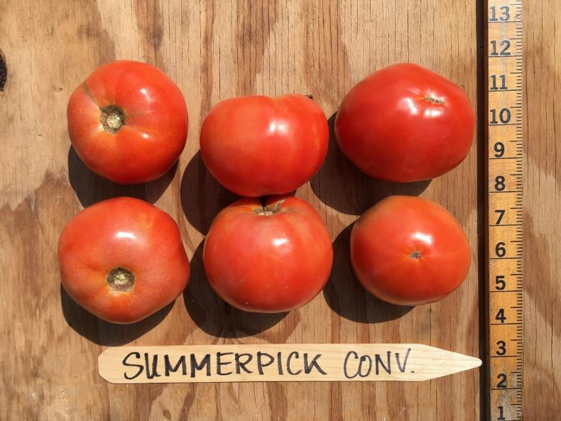 Conventional Summerpick Red Fruit Per Plant USDA No. 1 No.