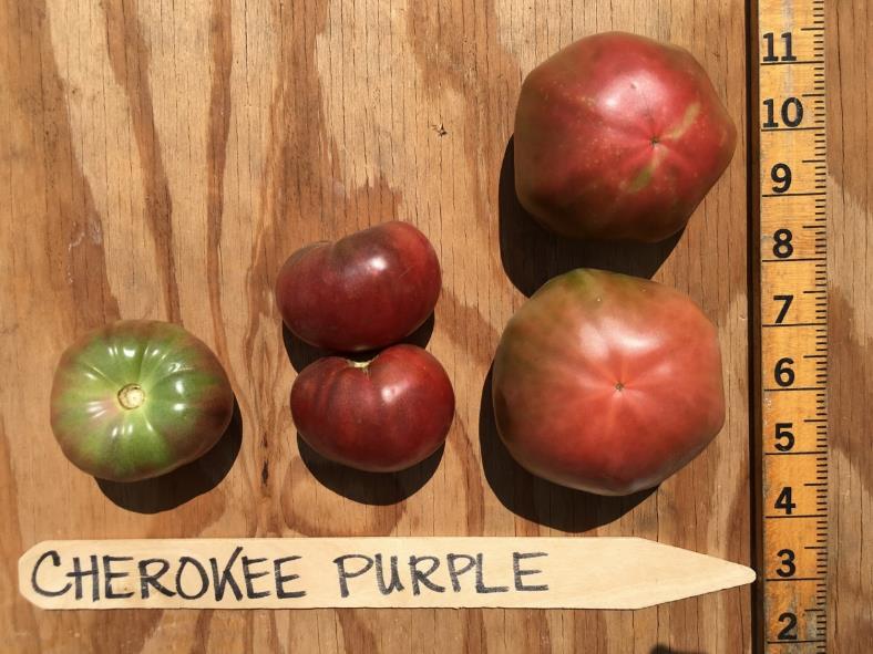 Organic Cherokee Purple Red Fruit Per Plant USDA No. 1 No. Wt. Lb./ Fruit 12.5 6.0 0.