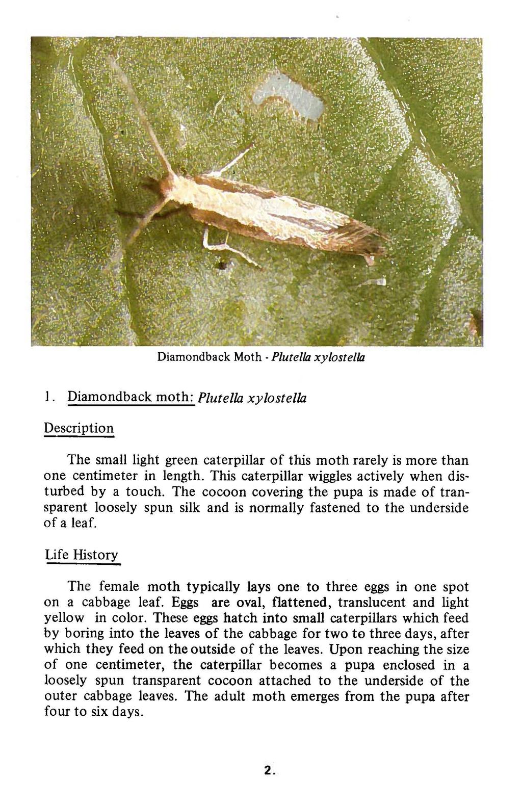 Diamondback Moth - Plutel/a xylostel/a 1. Diamondback moth: Plutel/a xylostel/a Description The small light green caterpillar of this moth rarely is more than one centimeter in length.