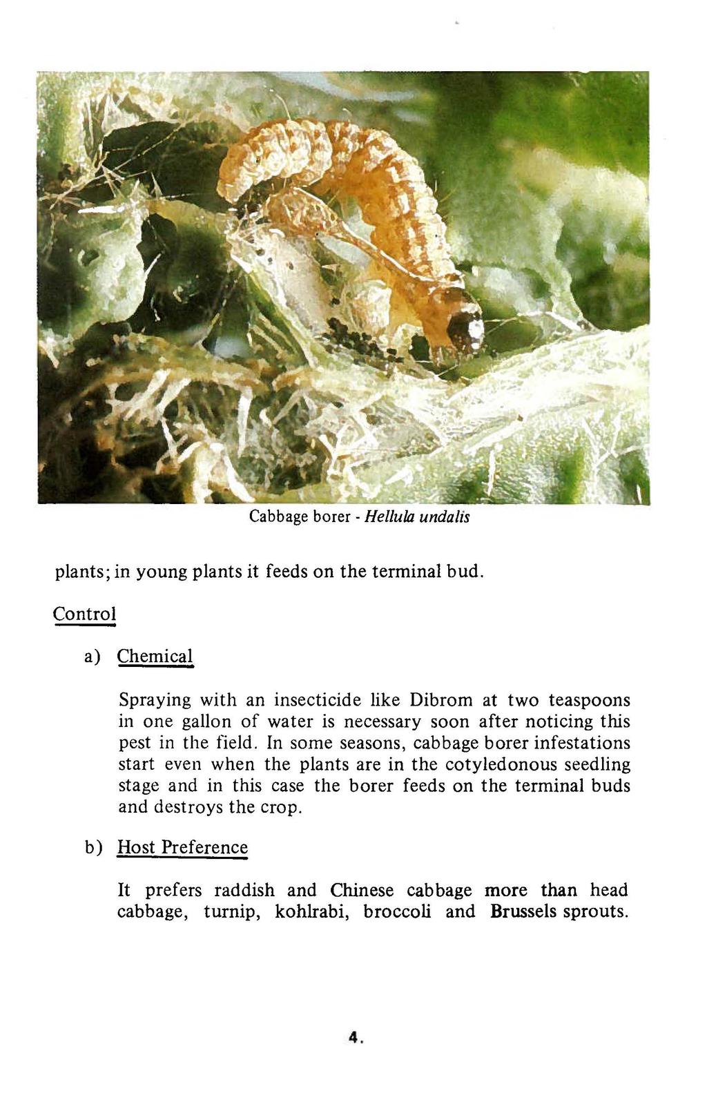 Cabbage borer - Hellula undalis plants; in young plants it feeds on the terminal bud.