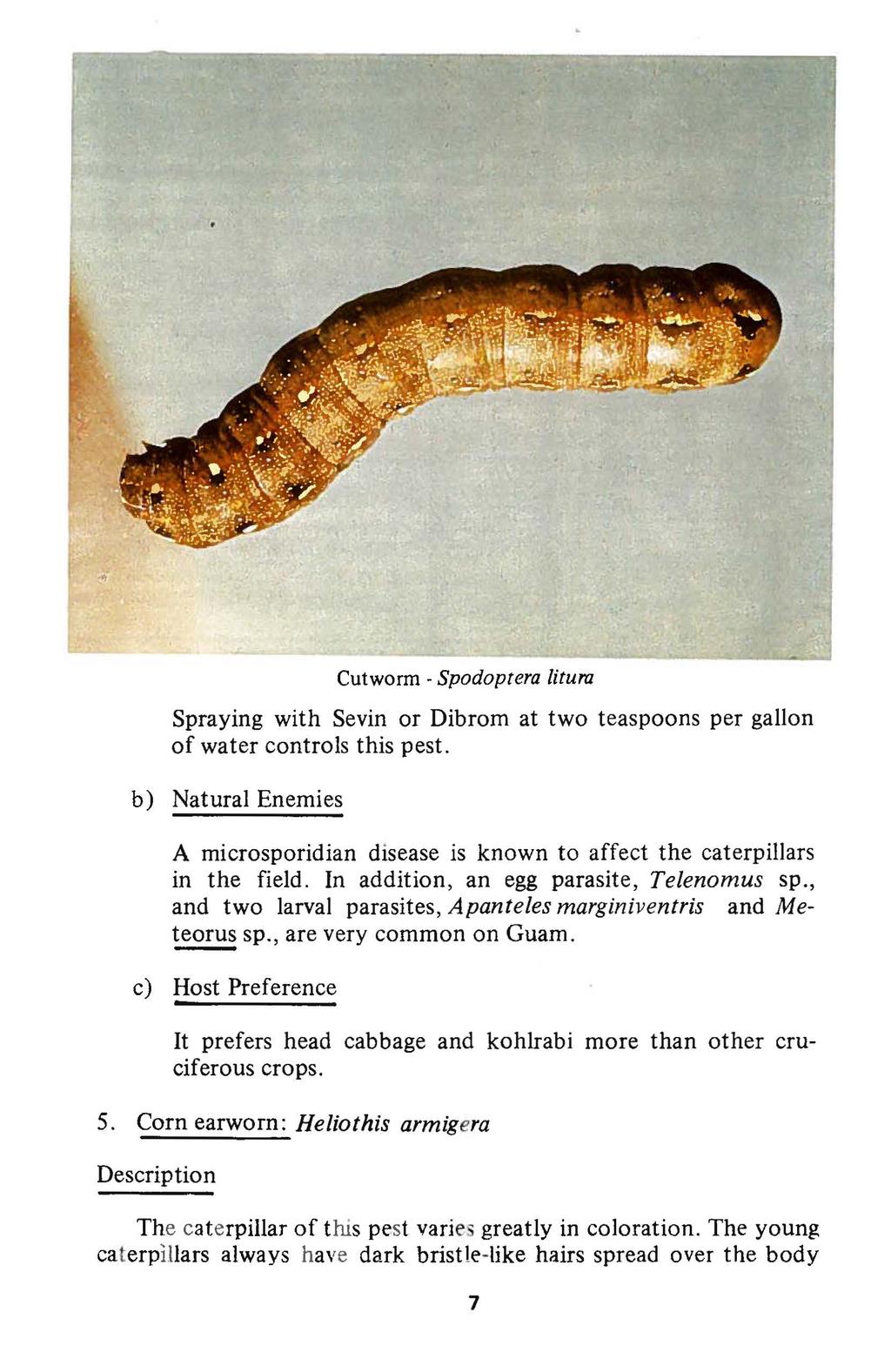 Cutworm - Spodoptera litura Spraying with Sevin or Dibrom at two teaspoons per gallon of water controls this pest.