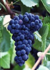 grapes In wine (ageing