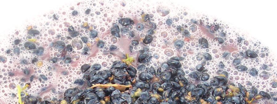 Harvest Destemming White wine Maceration Crushing Red wine Cold Soak Maceration / Pumpover Yeast use oxygen to synthesize fatty acids and sterols need it early on in fermentation At the beggining of