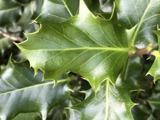 Holly Overview: mature trees can grow up to 15m and live for 300 years. The bark is smooth and thin with numerous small, brown 'warts', and the stems are dark brown.