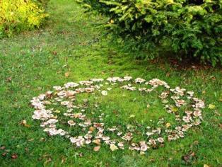 Fairy Ring I have one of these in my garden may be an idea to make on at the site from wooden and ceramic mushrooms https://en.wikipedia.