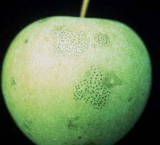 polystigmatis, and Pseudocercosporella sp. (RH1 and RH3) (the latter three are all sooty blotch phenotypes) (19). Fig. 2. Sooty blotch and flyspeck on the apple cultivar Cameo. Fig. 3.
