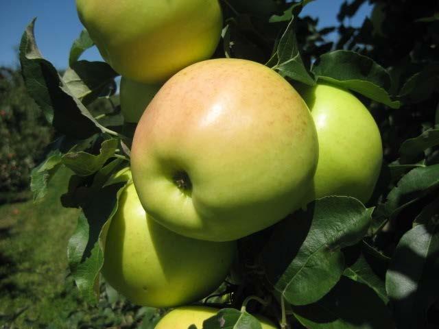 Ginger Gold Labor Day apple Large, firm attractive Good mild flavor Long picking