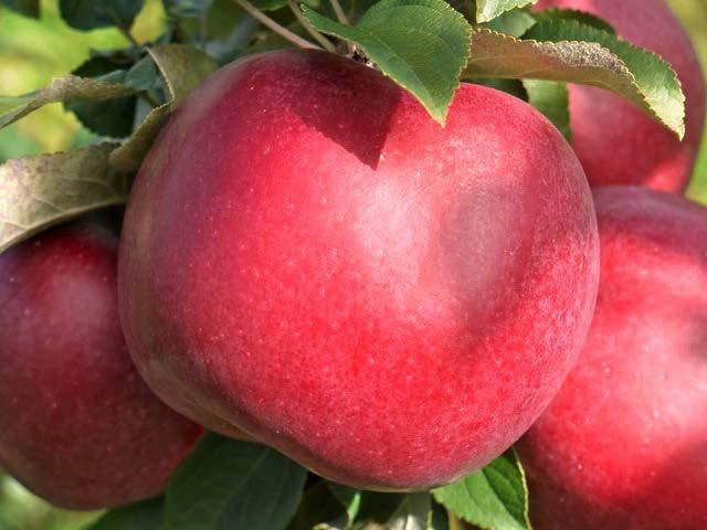 Hampshire Very attractive nearly full-red apple Medium size and good mild flavor