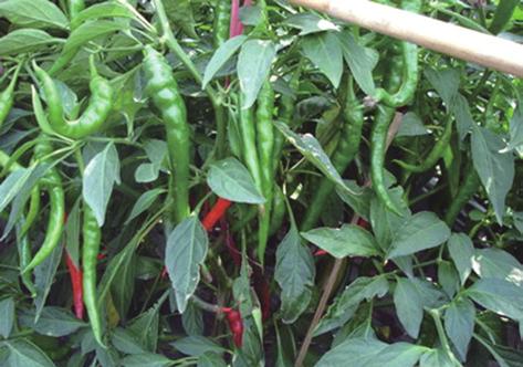 Capsaicin (8-methyl-N-vanillyl-6nonenamide) and other capscicinoids give chili its fiery hot taste.