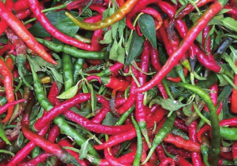 Chili is grown throughout Cambodia, Laos, and Vietnam, and is an integral part of most meals, especially in Laos.