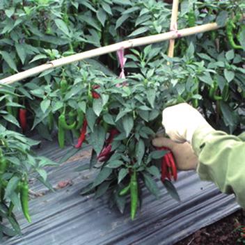 Chili harvested unripe has no capacity to complete ripening unless postharvest conditions are favorable. In a study by Krajayklang et al (2000), it was found that Capsicum annuum L.