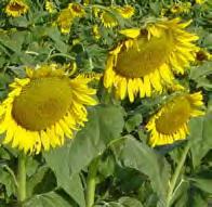FALL FOOD PLOTS SPRING / SUMMER FOOD PLOTS SUNFLOWER BLACK OIL HYBRID These sunflowers have large heads and usually fill out completely