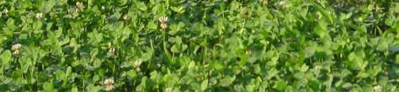 FALL FOOD PLOTS LADINO CLOVER Ladino clovers are a white perennial with very leafy plants that grow 8-12 inches tall.