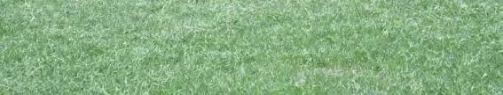 FORAGES FORAGES BAHIAGRASS FESCUE Pensacola: Its primary use is pasture. It grows 12-20 inches tall and does best on sandy soils. It is tolerant to drought, poor drainage, and low fertility.