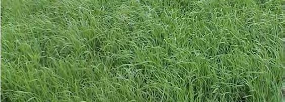Plant oats in September October at a broadcast rate of 90-120 lbs acre.