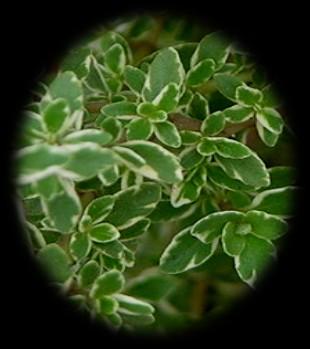 Lemon Thyme is cultivated for the aroma of the citrus fruit. Its light green leaves are splashed with pale yellow around their edges.