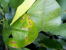 Citrus canker, caused by a bacterial pathogen Xanthomonas axonopodis, is a serious disease of most citrus varieties. The disease causes necrotic lesions on leaves, stems, and fruit.