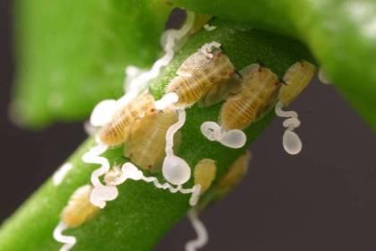 The nymphs produce waxy tubules that direct the honeydew away