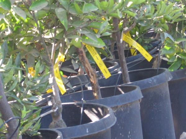 Citrus trees in nurseries in the