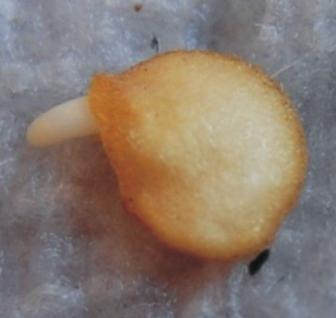 The area on the bottom right of the seed in image 22 is where the radicle will