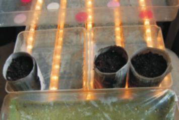 Sprouts in Transplant Tubes Image 30 Day 2 Image 34 Day 5