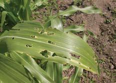 Female moths lay clusters of eggs on the leaves of a variety of host plants, preferring whorl stage corn over older corn.
