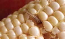 Female moths lay flat white egg masses on the undersides of corn leaves, often close to the midrib of the leaf.