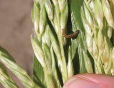 Target controls from pretassel to open green tassel stage, before ears form and ECB caterpillars tunnel into stalks and ears.