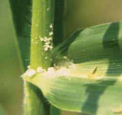 A caterpillar feeding in the stalk produces white or light tan sawdust-like frass.