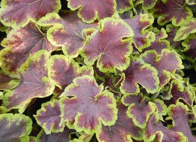 Heucherella 'Solar Eclipse' Height: 10-12" -shade Solar Eclipse Foamy Bells New spring leaves are a bright, cheerful yellow liberally splattered with dark red spots