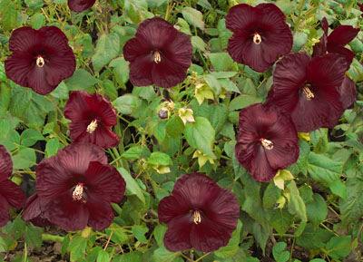 This variety does best in a well drained sites with afternoon shade.