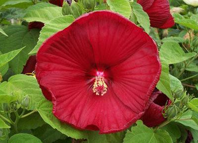 Hibiscus moscheutos 'Luna Pink Swirl' Height: 24-36 Luna Pink Swirl Perennial Hibiscus Large pink and white flowers with cranberry-red centers cover the mound from