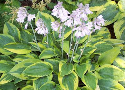 Hosta 'Alex Summers' Height: 20" -shade Alex Summers Hosta Medium; forms a nearly perfectly round, upright clump of broadly