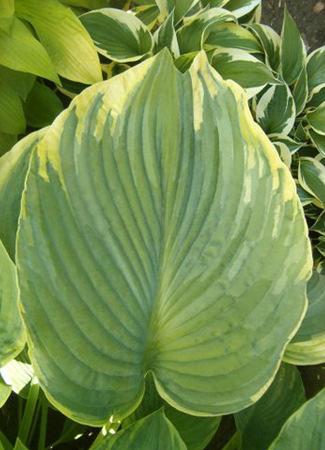 Hosta 'Backyard Monster' Height: 24" Sun Exposure: Backyard Monster Hosta Large; huge, moderately corrugated leaves with a